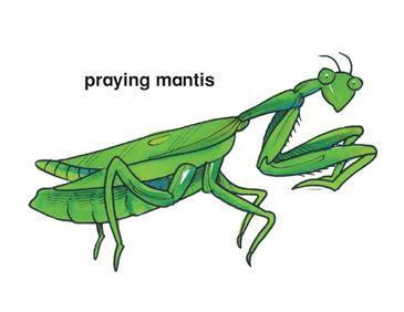 Detail Praying Mantis Clip Art Nomer 39