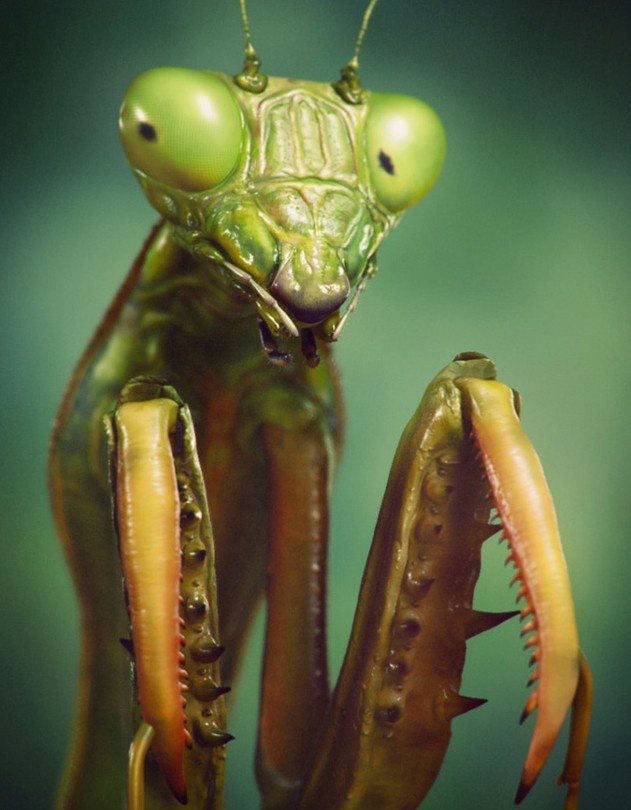 Detail Praying Mantis Mask Nomer 44