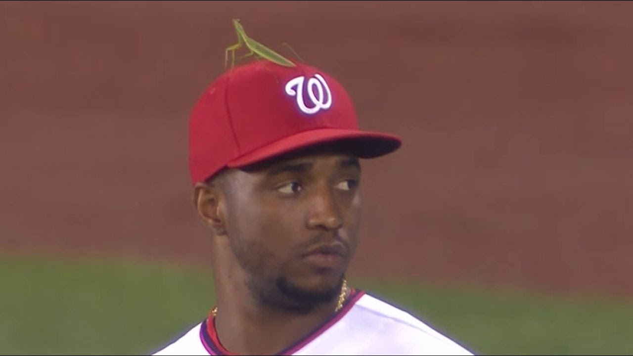 Praying Mantis On Baseball Hat - KibrisPDR