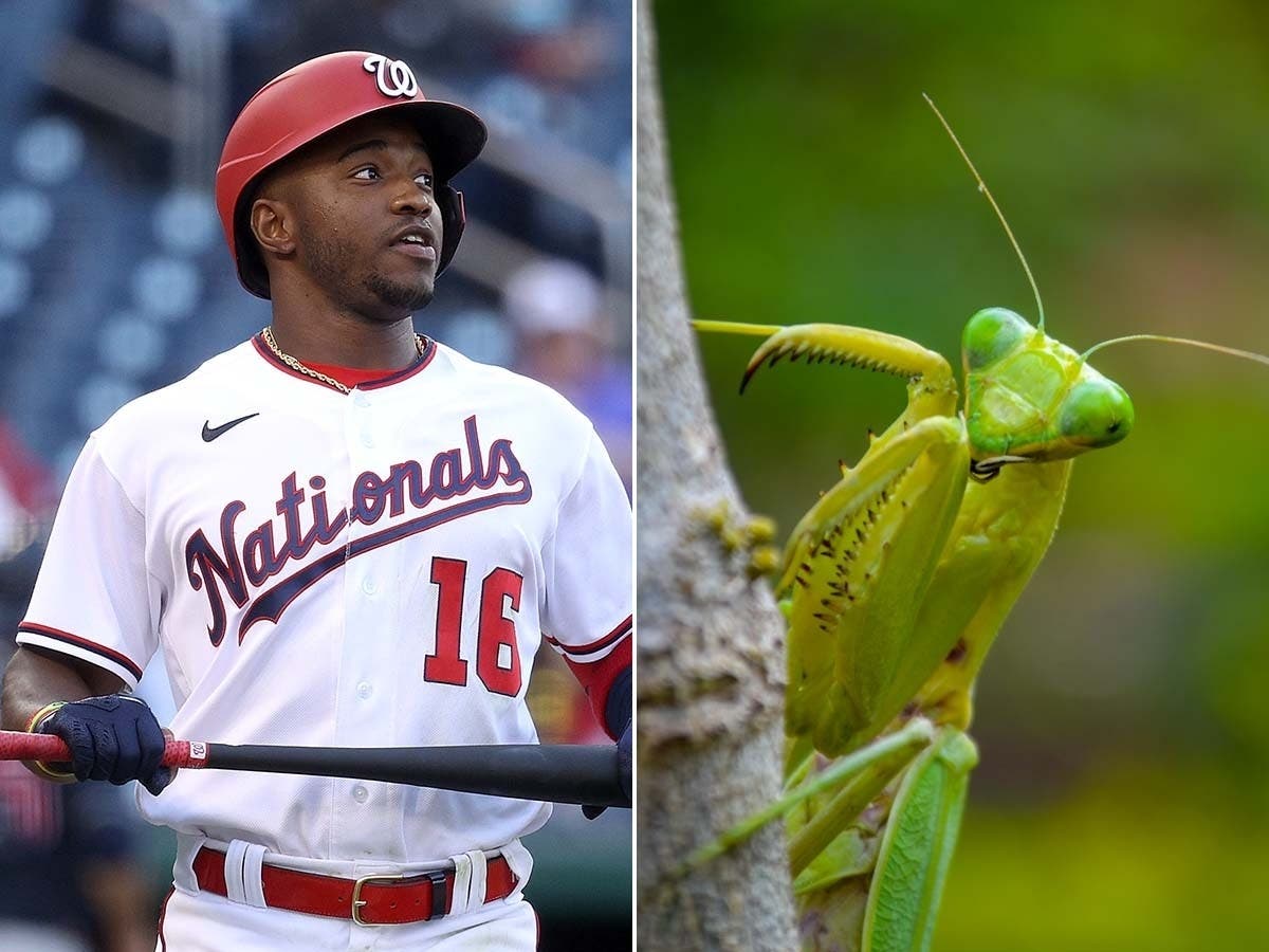 Detail Praying Mantis On Baseball Hat Nomer 34