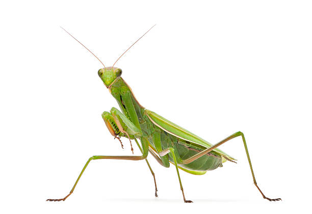 Praying Mantis Pictures Free - KibrisPDR