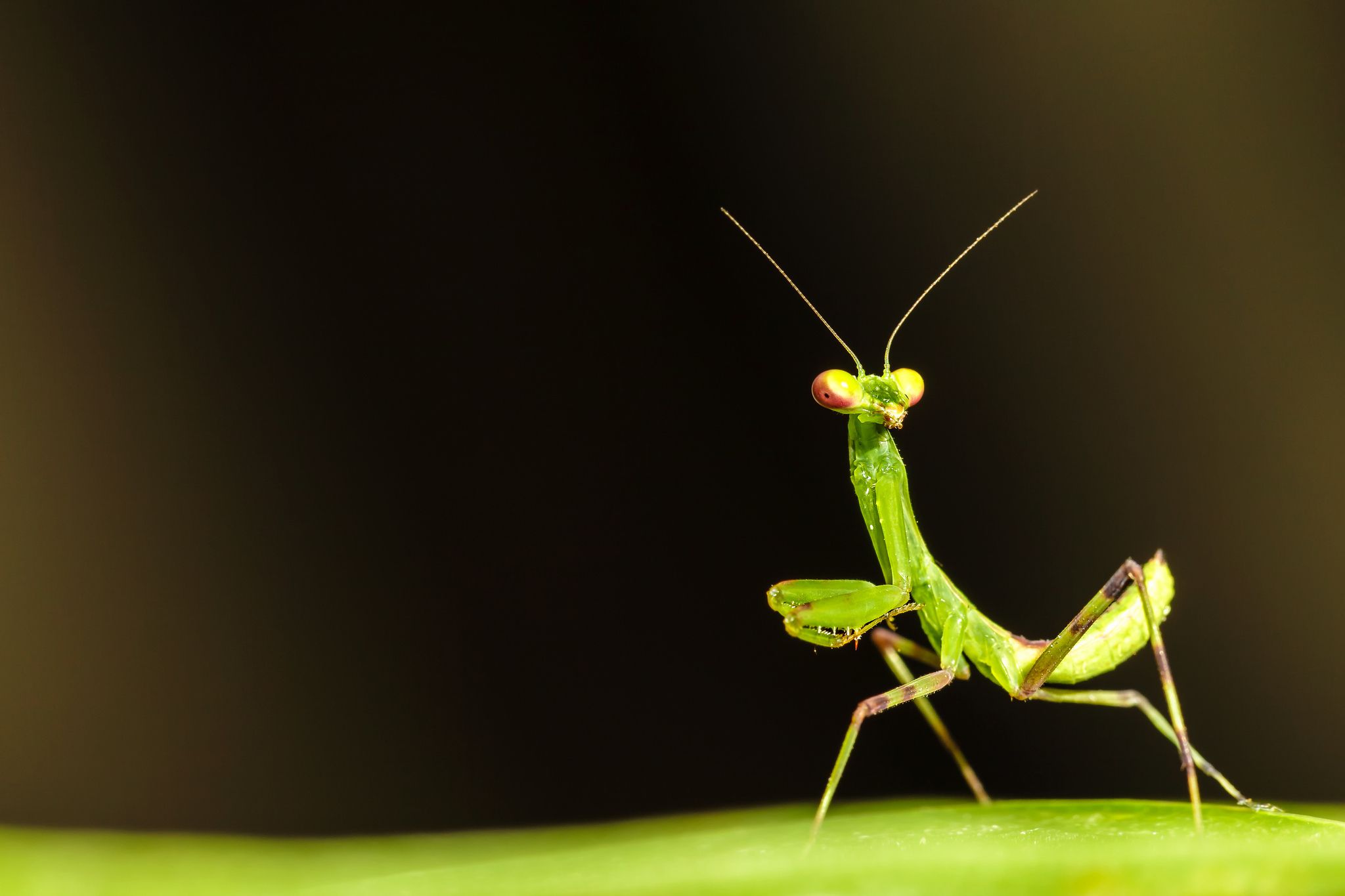 Detail Praying Mantis Pictures Free Nomer 11