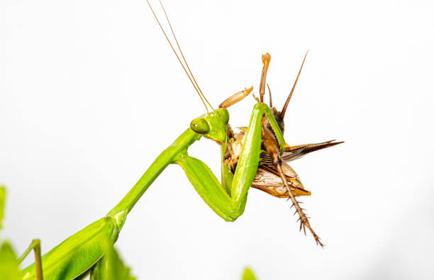 Detail Praying Mantis Pictures Free Nomer 13