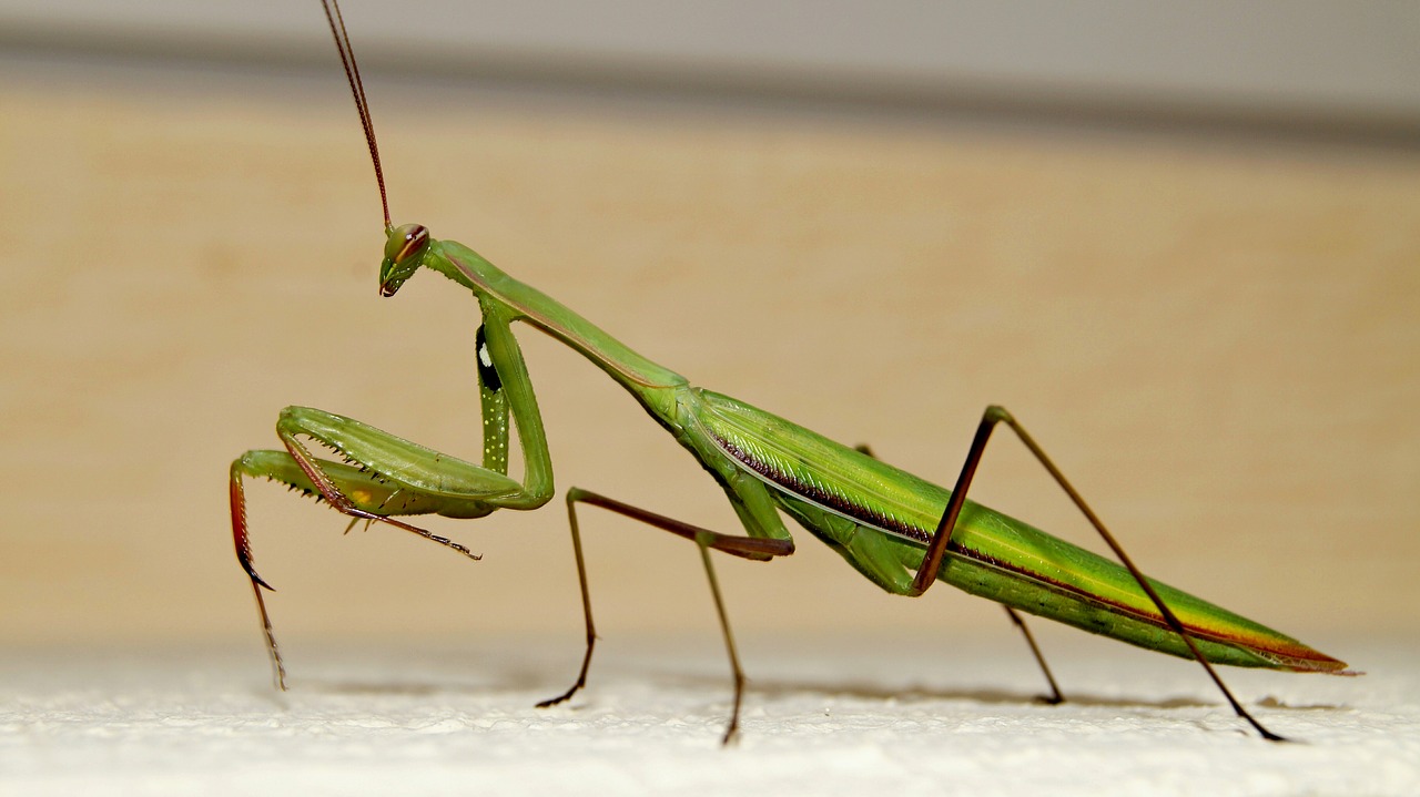 Detail Praying Mantis Pictures Free Nomer 16