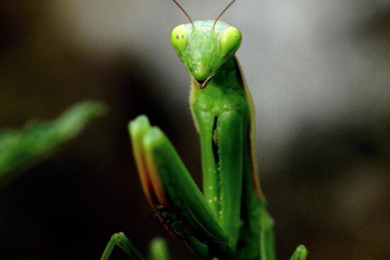 Detail Praying Mantis Pictures Free Nomer 17