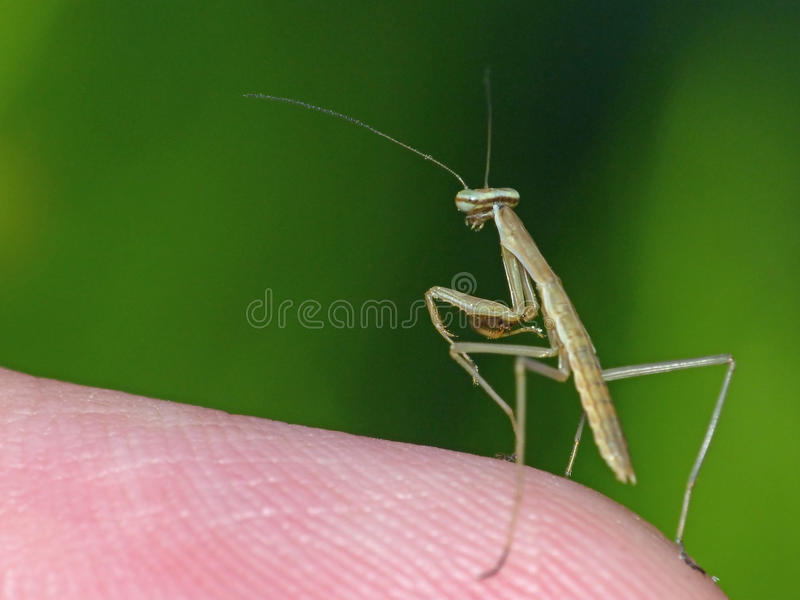 Detail Praying Mantis Pictures Free Nomer 19