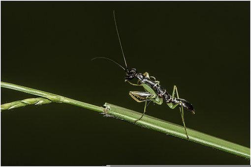 Detail Praying Mantis Pictures Free Nomer 24