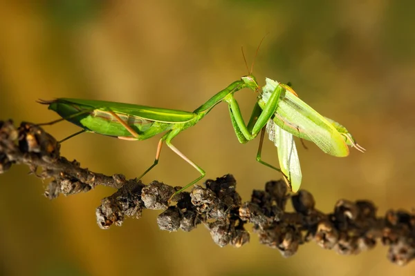 Detail Praying Mantis Pictures Free Nomer 30