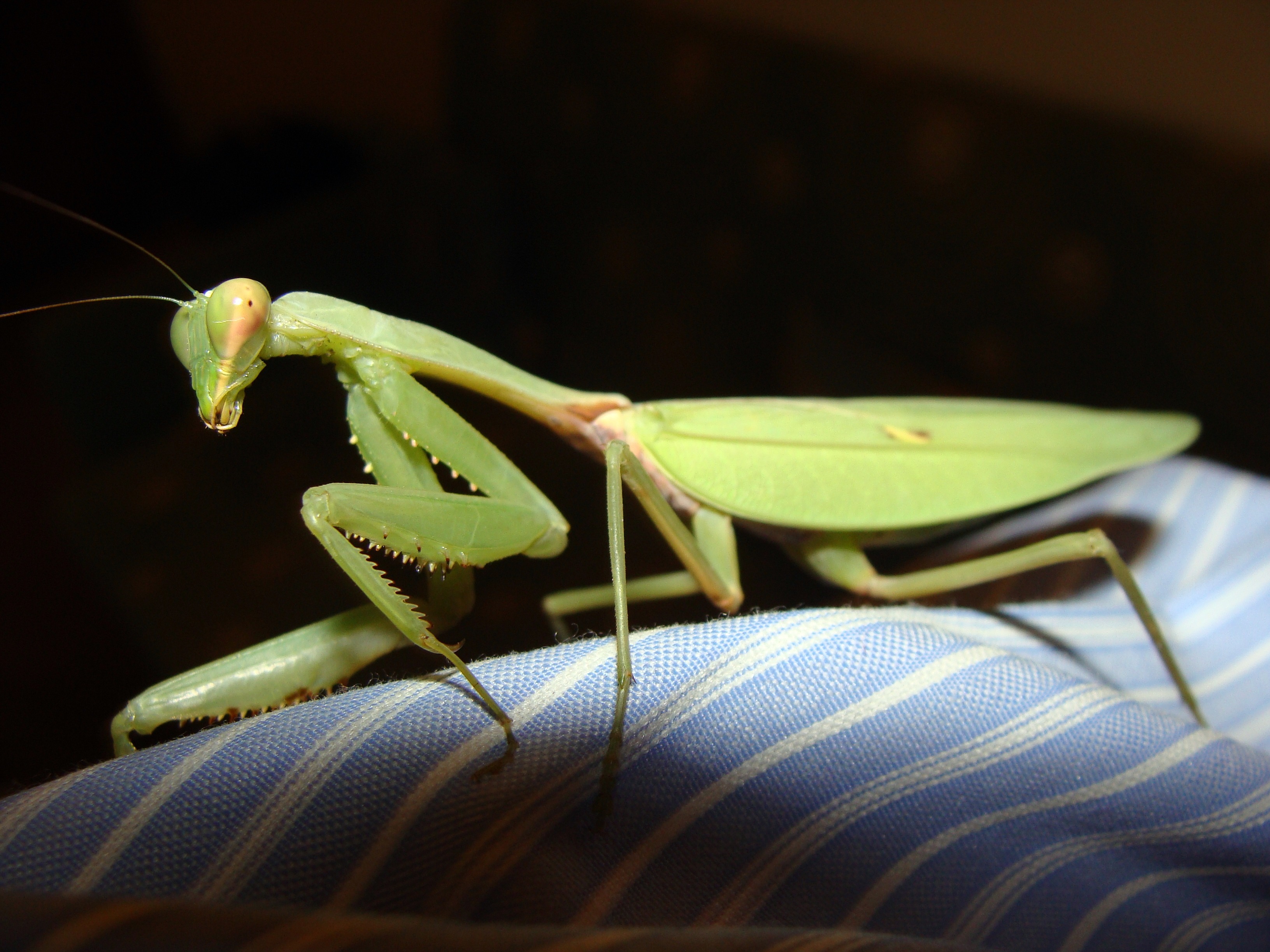 Detail Praying Mantis Pictures Free Nomer 31