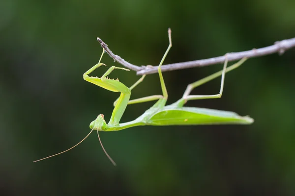 Detail Praying Mantis Pictures Free Nomer 33