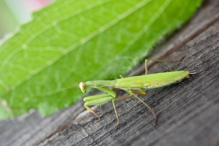 Detail Praying Mantis Pictures Free Nomer 34