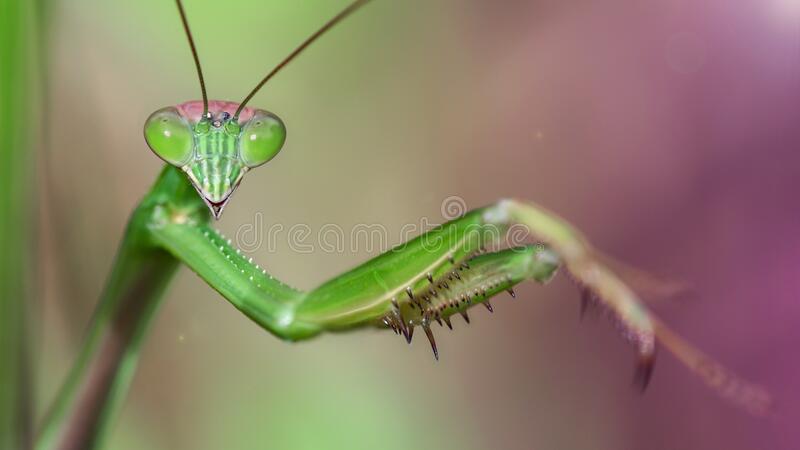 Detail Praying Mantis Pictures Free Nomer 40