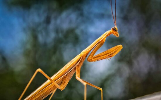 Detail Praying Mantis Pictures Free Nomer 51