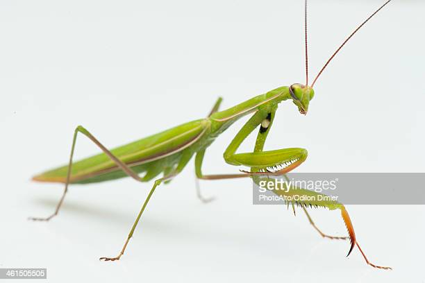 Detail Praying Mantis Pictures Free Nomer 54