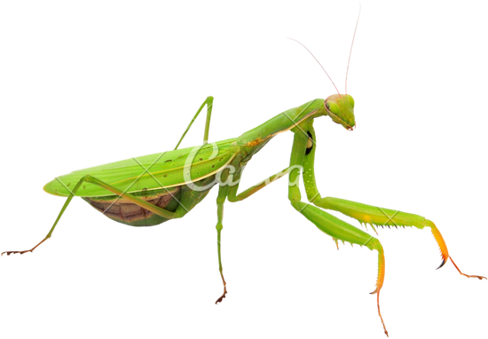 Detail Praying Mantis Png Nomer 14