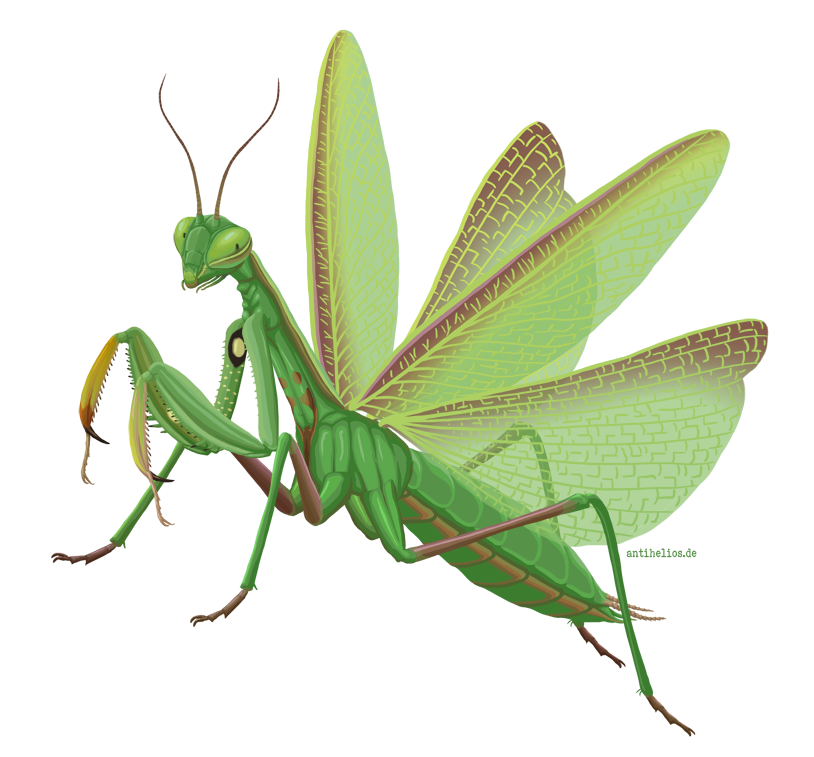 Detail Praying Mantis Png Nomer 24