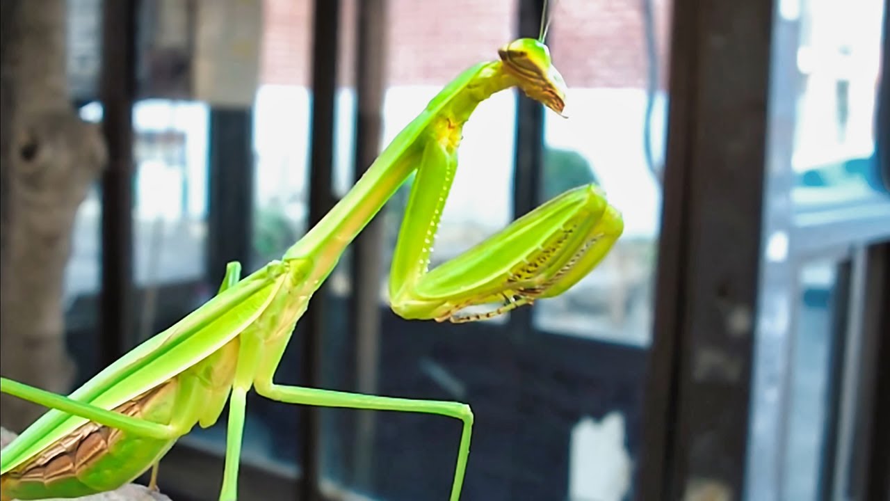Praying Mantis Sound Clips - KibrisPDR