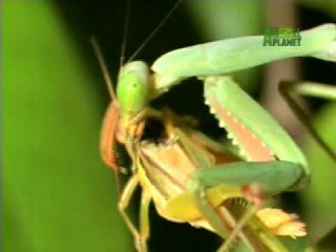 Detail Praying Mantis Sound Clips Nomer 2