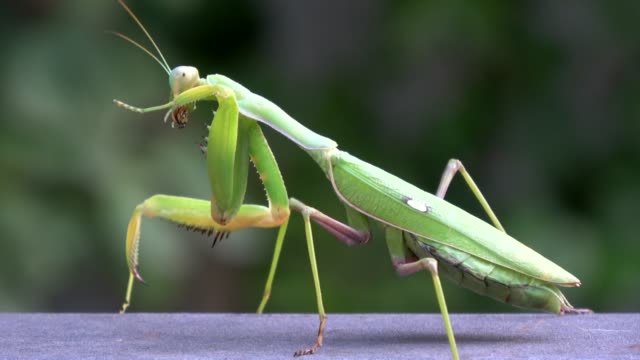 Detail Praying Mantis Sound Clips Nomer 10