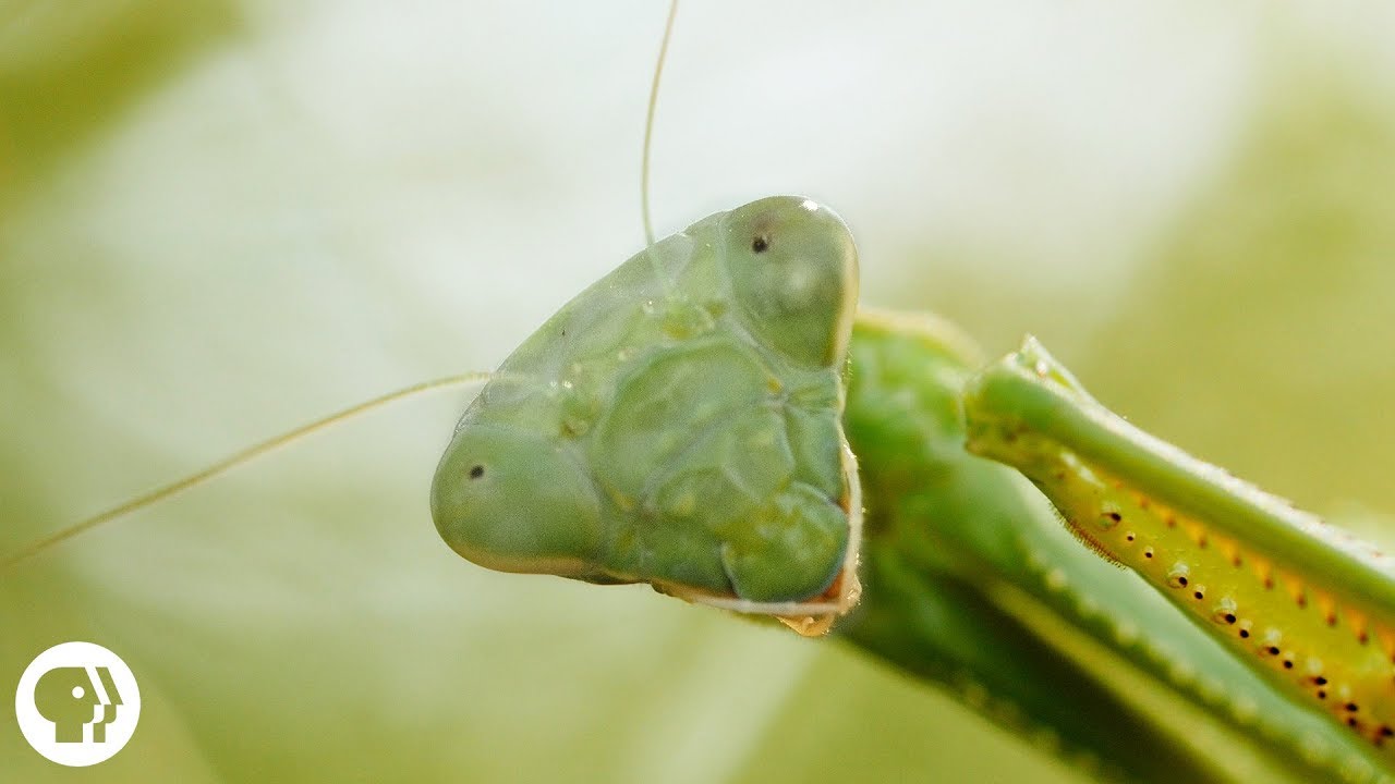 Detail Praying Mantis Sound Clips Nomer 11