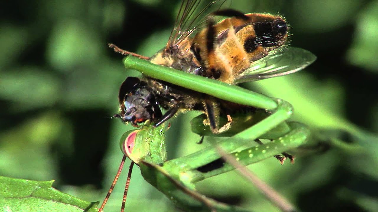 Detail Praying Mantis Sound Clips Nomer 12