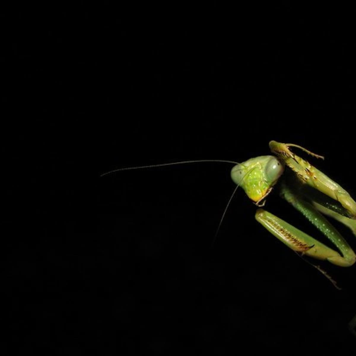 Detail Praying Mantis Sound Clips Nomer 14