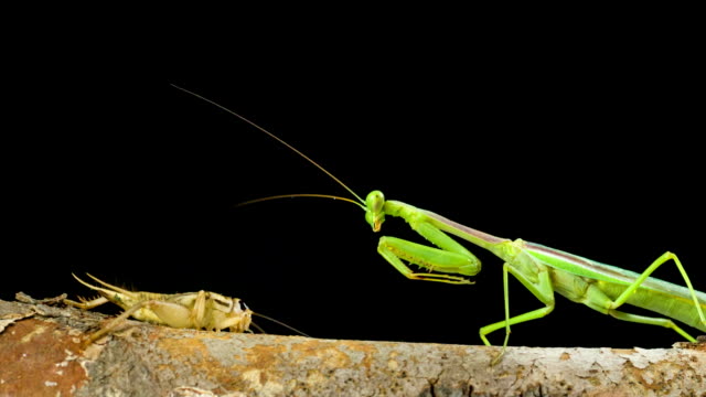 Detail Praying Mantis Sound Clips Nomer 15