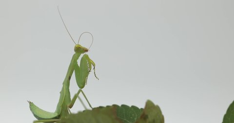 Detail Praying Mantis Sound Clips Nomer 17