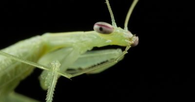 Detail Praying Mantis Sound Clips Nomer 18