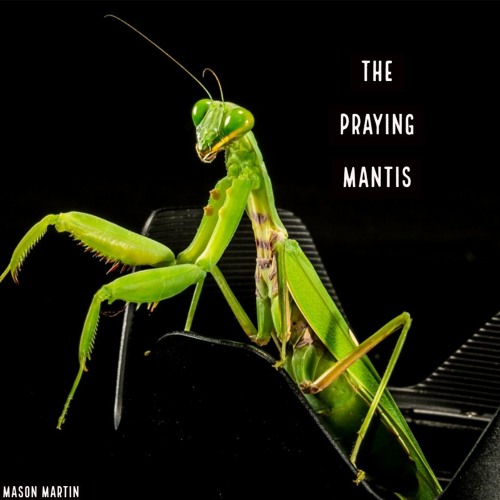 Detail Praying Mantis Sound Clips Nomer 3