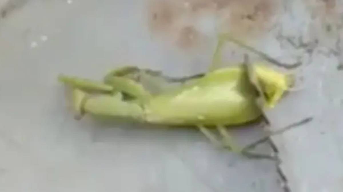 Detail Praying Mantis Sound Clips Nomer 21