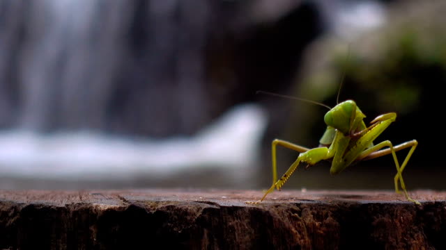 Detail Praying Mantis Sound Clips Nomer 26