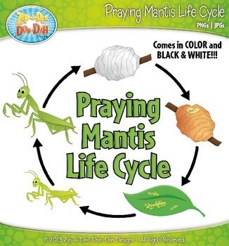 Detail Praying Mantis Sound Clips Nomer 27