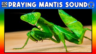 Detail Praying Mantis Sound Clips Nomer 28