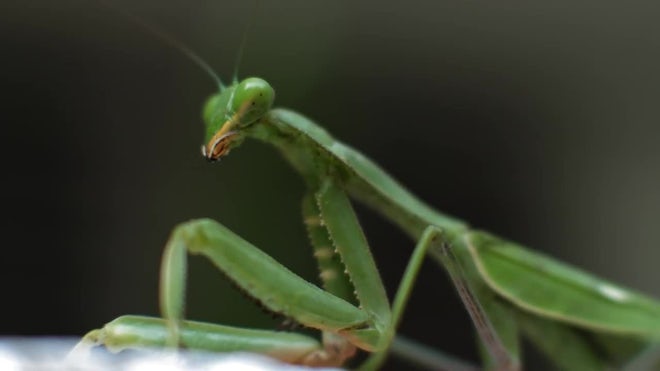 Detail Praying Mantis Sound Clips Nomer 29