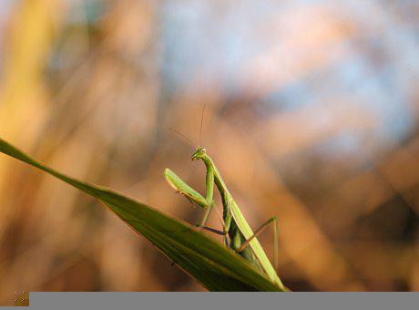 Detail Praying Mantis Sound Clips Nomer 31