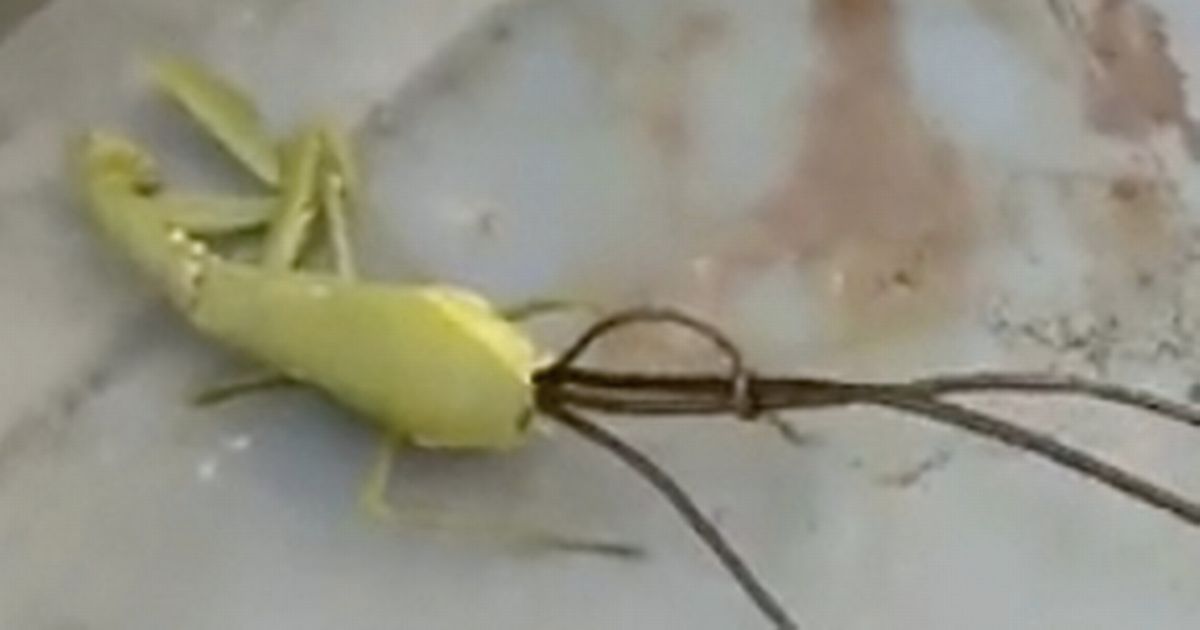 Detail Praying Mantis Sound Clips Nomer 32