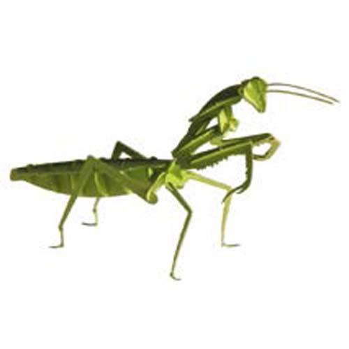 Detail Praying Mantis Sound Clips Nomer 34