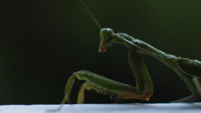 Detail Praying Mantis Sound Clips Nomer 38