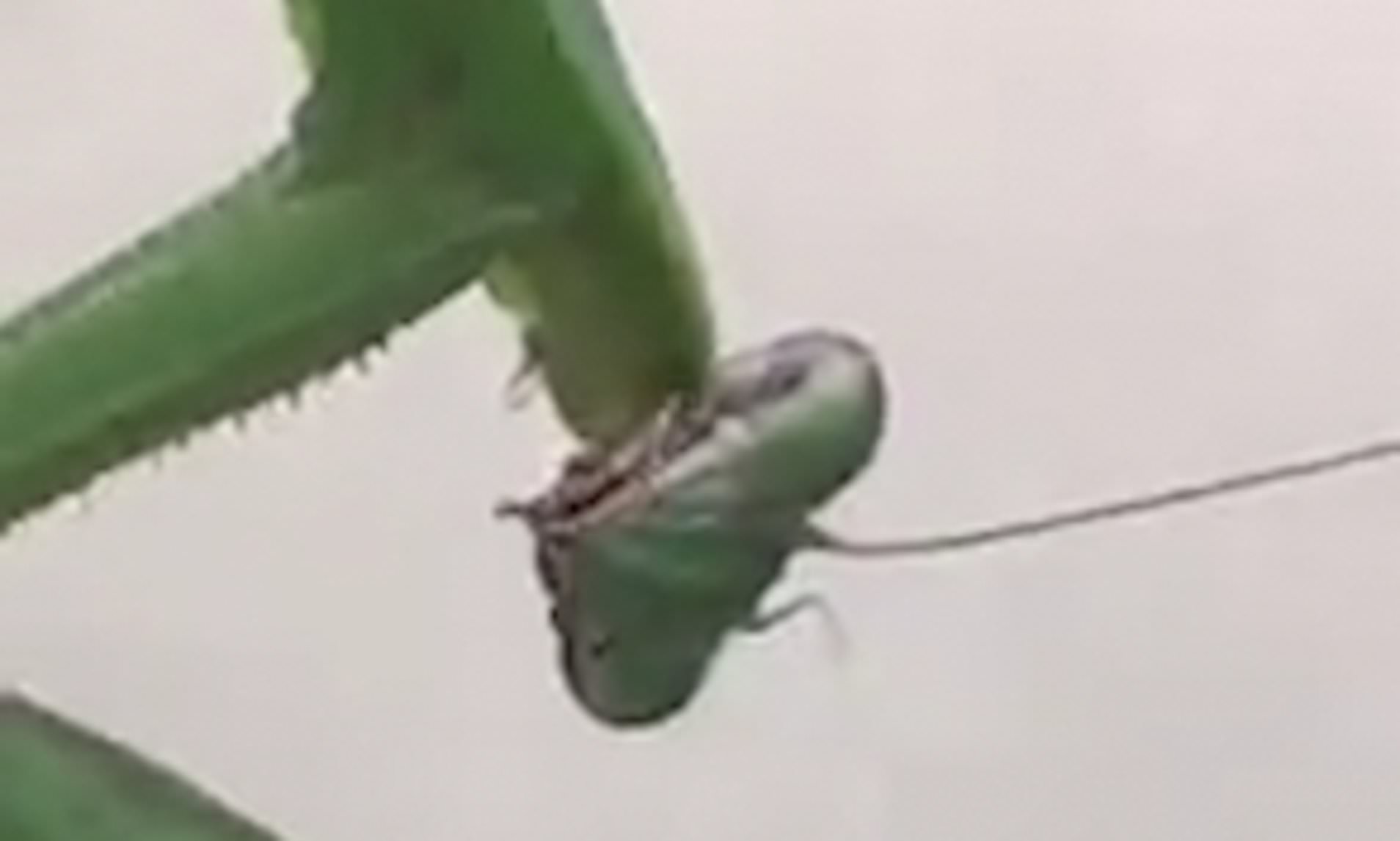 Detail Praying Mantis Sound Clips Nomer 41