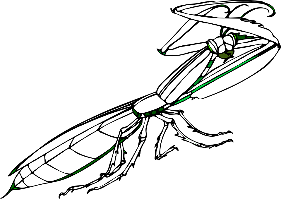 Detail Praying Mantis Sound Clips Nomer 43