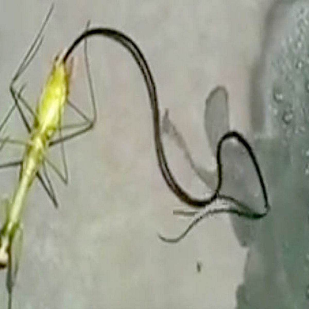 Detail Praying Mantis Sound Clips Nomer 44