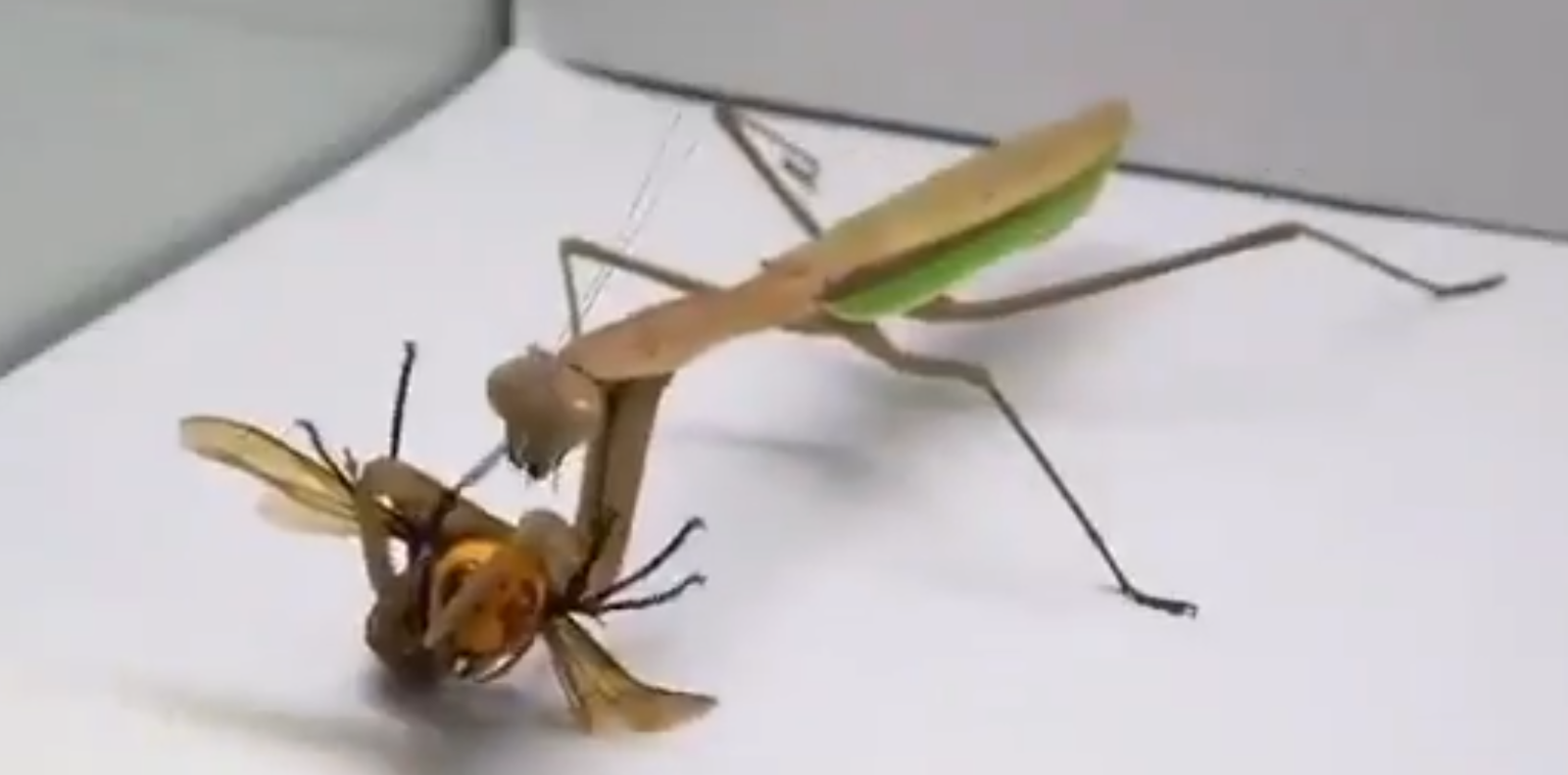 Detail Praying Mantis Sound Clips Nomer 45
