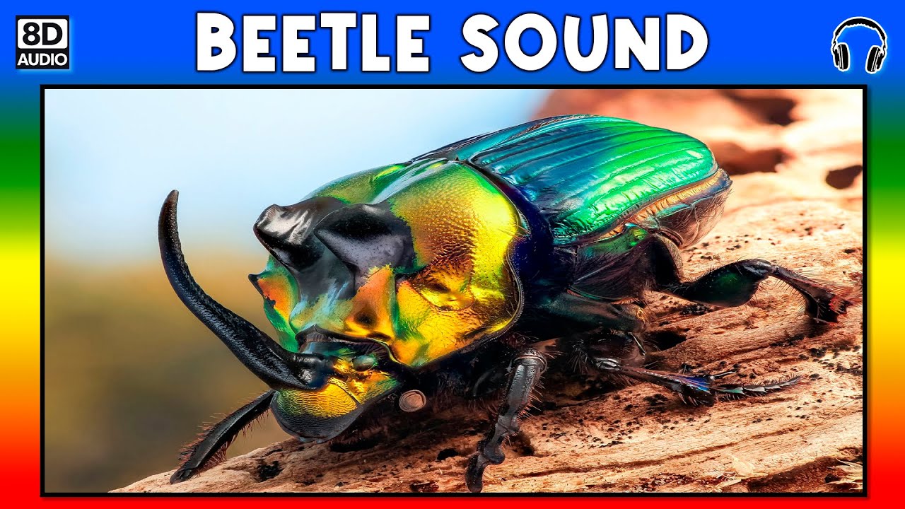 Detail Praying Mantis Sound Clips Nomer 48