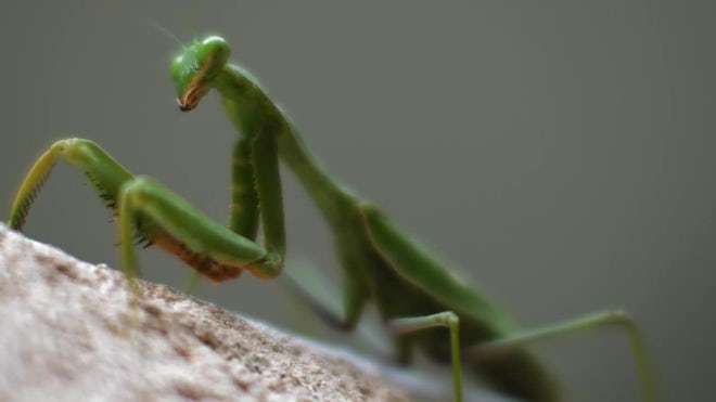 Detail Praying Mantis Sound Clips Nomer 50