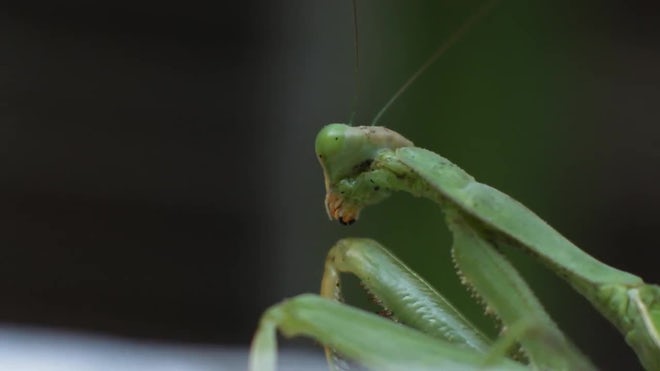 Detail Praying Mantis Sound Clips Nomer 52