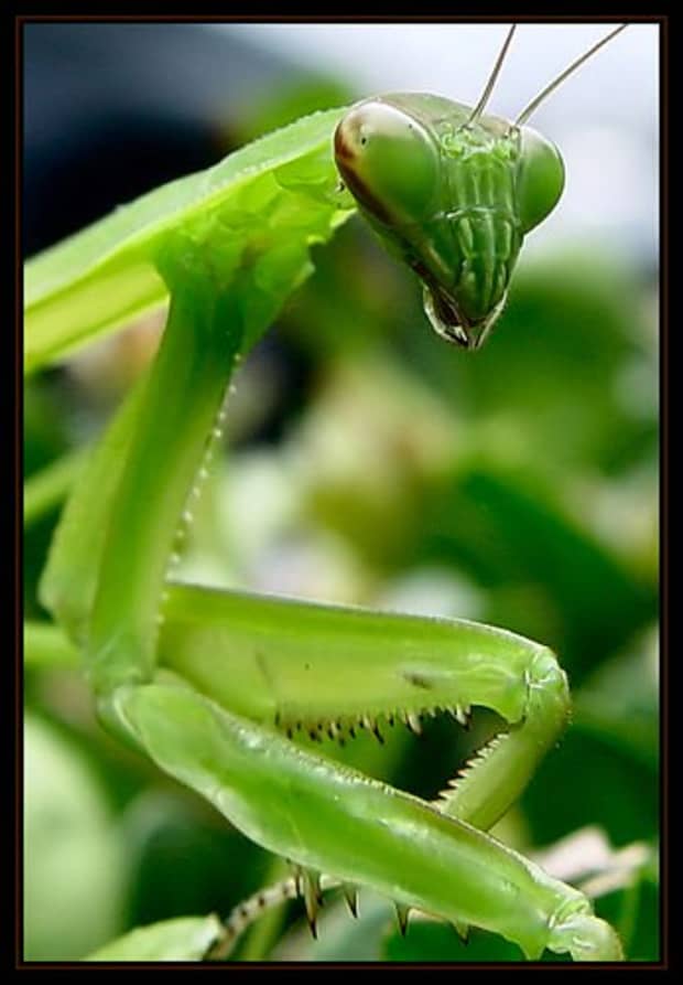 Detail Praying Mantis Sound Clips Nomer 53