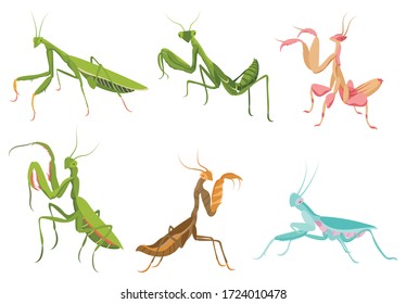 Detail Praying Mantis Sound Clips Nomer 56