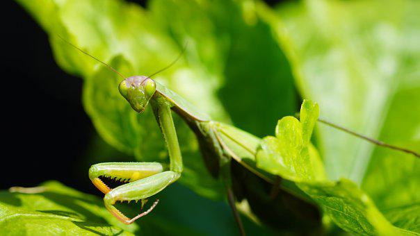 Detail Praying Mantis Sound Clips Nomer 57