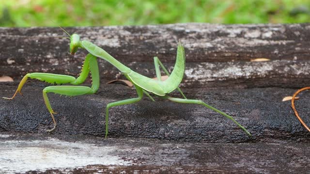 Detail Praying Mantis Sound Clips Nomer 7